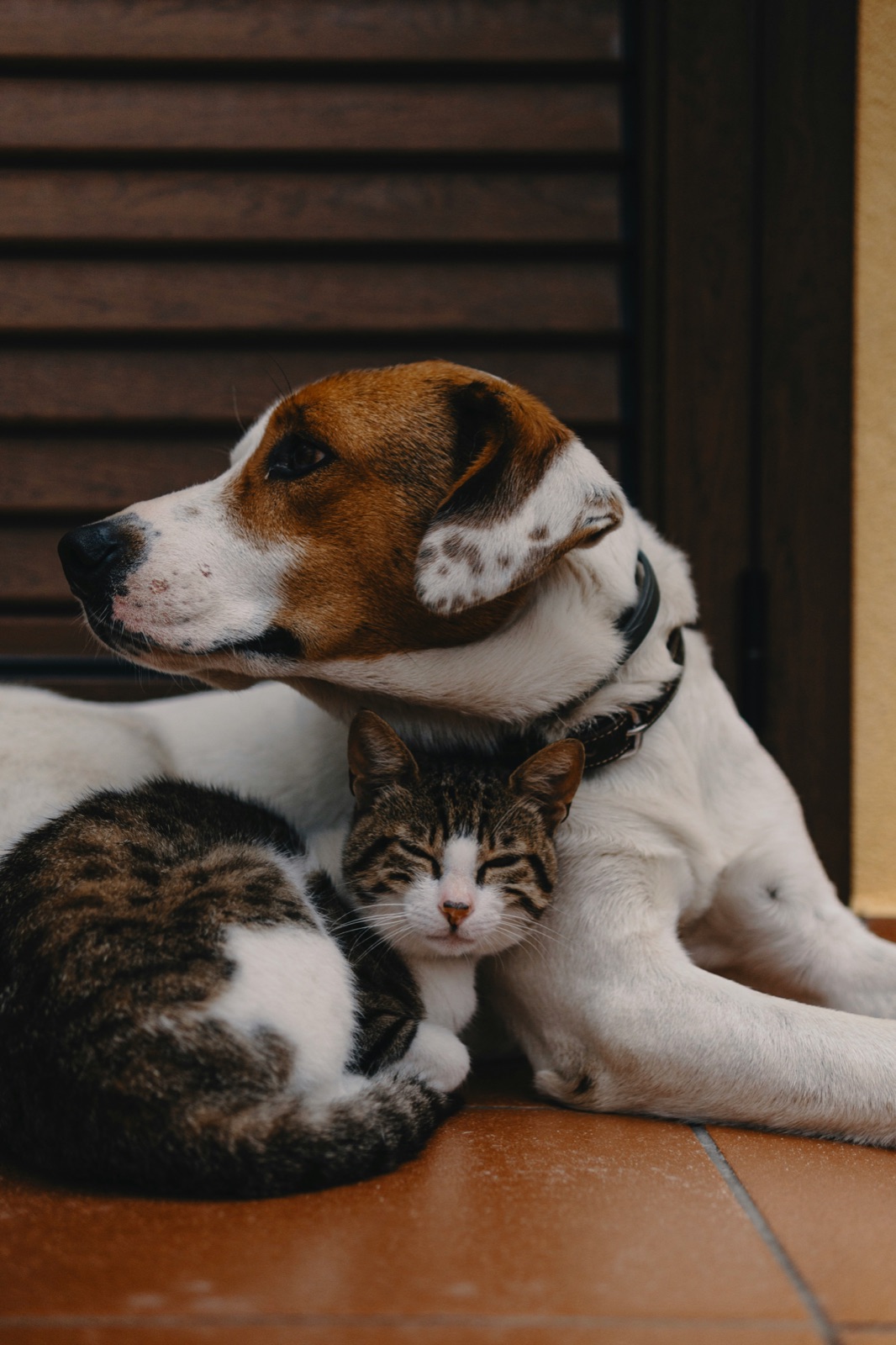 A dog and tabby cat curled up together