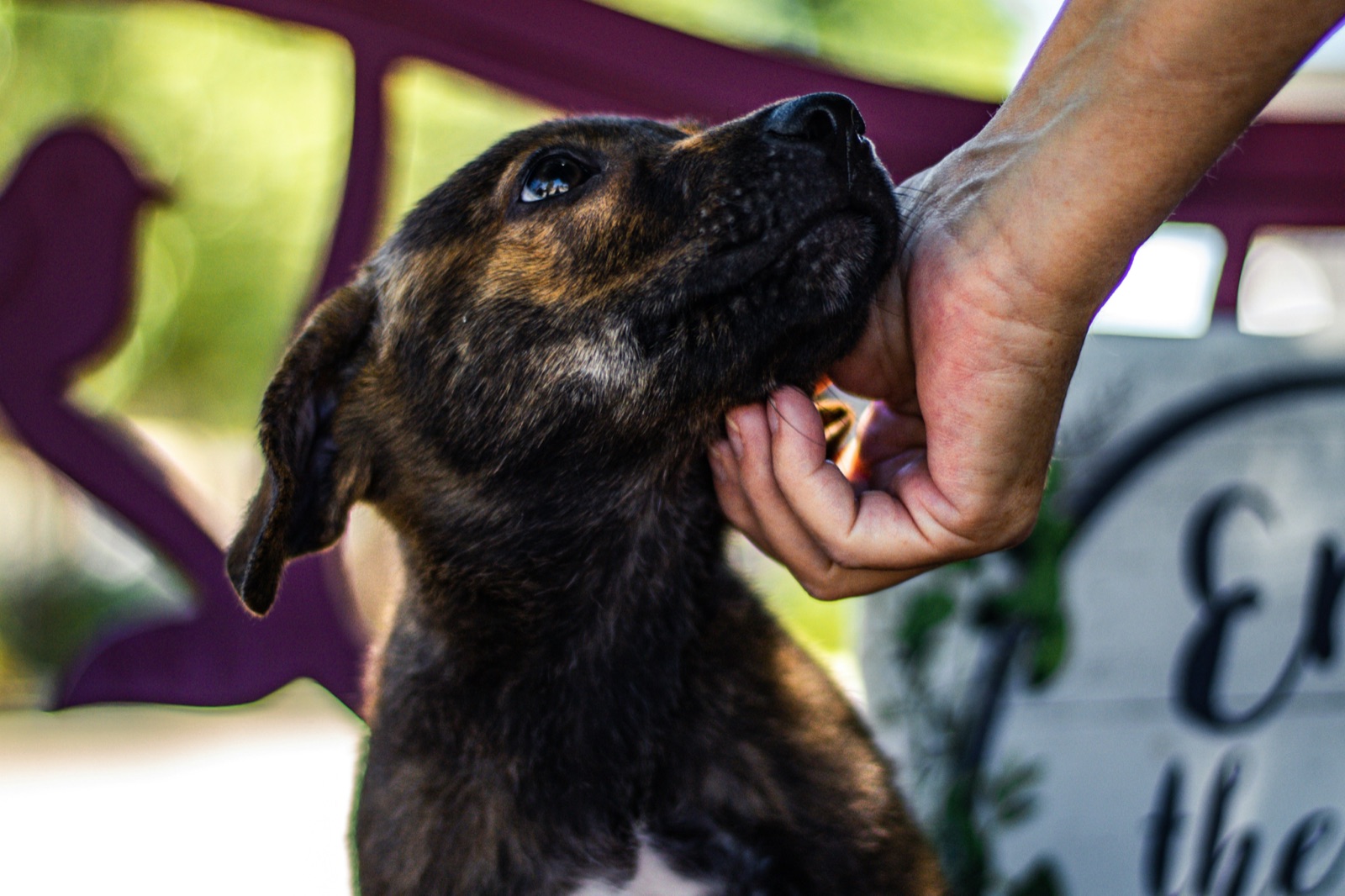 A brindle puppy looking up while being petted