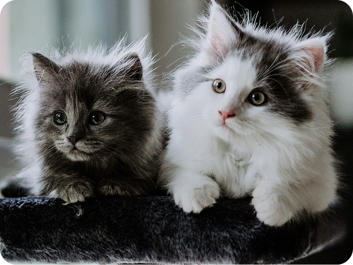 Two fluffy kittens sitting together